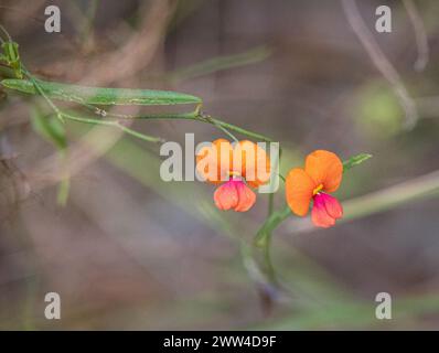 Fleurs de pois flammés australiennes (Chorizema cordatum), Australie occidentale Banque D'Images