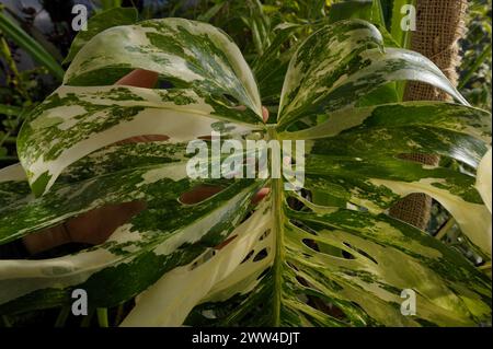 Monstera deliciosa albo variegata Banque D'Images