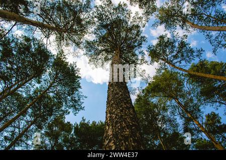 Vue de dessous d'un grand pin et de son tronc avec des branches étalées sur fond de nuages et de ciel bleu Banque D'Images