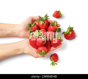 Grandes baies fraîches de fraises biologiques dans une main de femme sur fond blanc vue de dessus. Beaucoup de fraises dans les palmiers des femmes. Banque D'Images