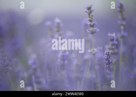 Fleurs de lavande violette fleurie dans un champ de lavande, fond floral, ingrédients de parfum. Banque D'Images