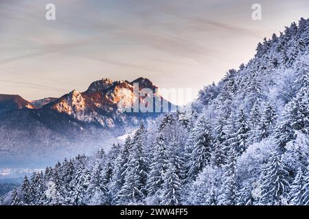 Sommet de montagne derrière des sapins enneigés illuminés par le soleil couchant Banque D'Images