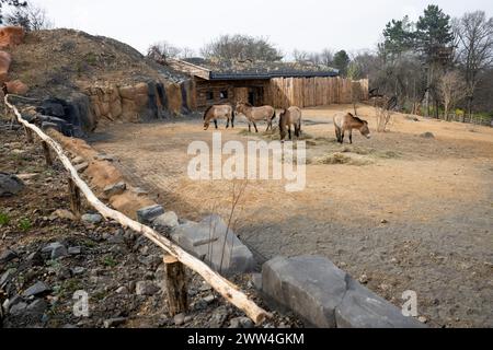 Prague, République tchèque. 21 mars 2024. Chevaux de Przewalski à la nouvelle exposition Gobi du zoo de Prague le 21 mars 2024, Prague, République tchèque. L’exposition de la faune mongole appelée Gobi sera ouverte au public le samedi 23 mars 2024. Crédit : Ondrej Deml/CTK photo/Alamy Live News Banque D'Images