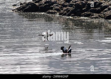 L'oie égyptienne douce rétro-éclairée débarque sur l'eau. Fleuve Douro, au nord du Portugal. Banque D'Images