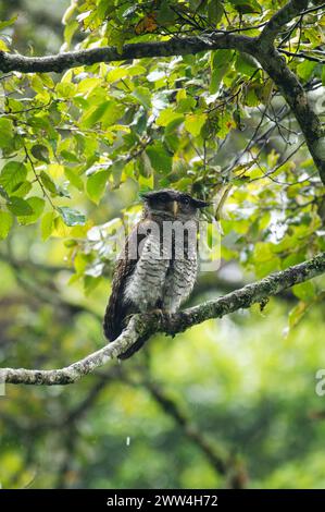 Eagle-Owl barrée (Bubo sumatranus) perché sur une branche d'arbre moussue dans son habitat naturel de forêt tropicale. Banque D'Images