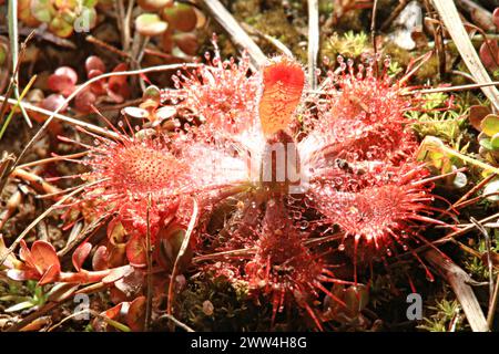 Sundew Drosera ou tokaiensis est plante piège de minuscules insectes sont avec du mucus Banque D'Images