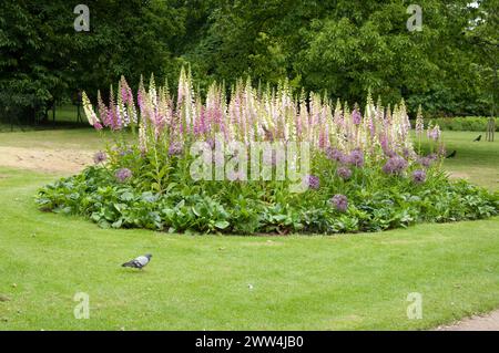 Foxgants et Allium, jardin des fleurs, Greenwich Park, Greenwich, South London, Royaume-Uni ; digitalis ; Banque D'Images