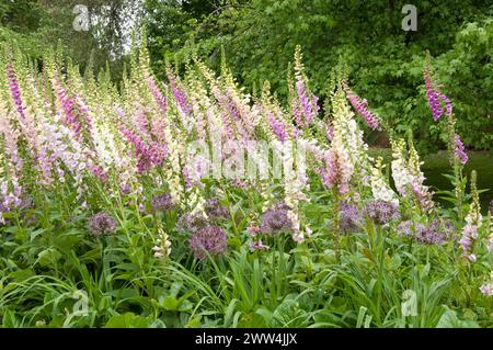 Foxgants et Allium, jardin des fleurs, Greenwich Park, Greenwich, South London, ROYAUME-UNI Banque D'Images