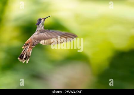 Colibri delphinae, Colibri delphinae, volant en posture défensive dans la forêt tropicale Banque D'Images