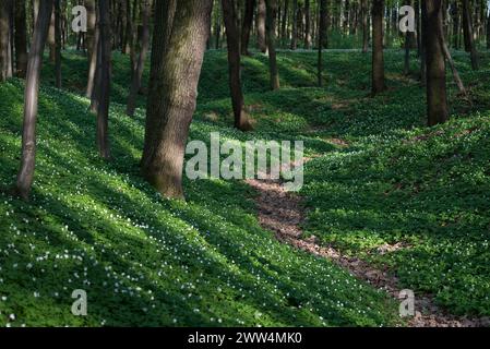 Forêt de hêtres avec anémone en fleurs et chemin au printemps Banque D'Images