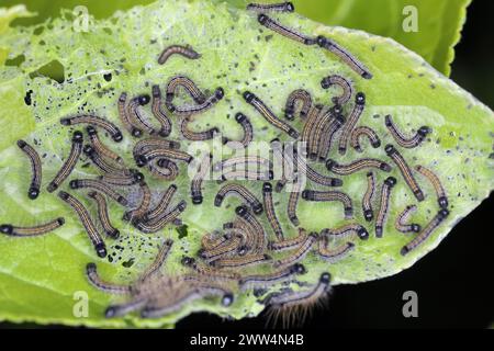 Chenilles mangeant des feuilles de pommier dans le jardin. La teigne du lacet, Malacosoma neustria. Banque D'Images