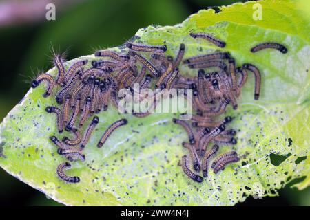 Chenilles mangeant des feuilles de pommier dans le jardin. La teigne du lacet, Malacosoma neustria. Banque D'Images