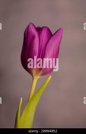 Tulipe violette ouverte unique avec beaucoup de détails de pétales prise sur un fond gris tacheté flou, format portrait Banque D'Images