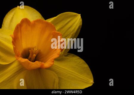Jonquille jaune et orange unique placée à gauche du centre sur un fond noir modifiable, couleur vive, détail comprenant une tige de pollen Banque D'Images