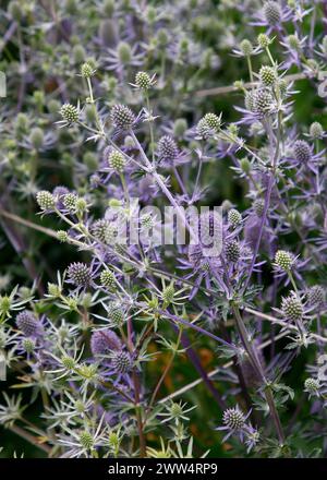 Gros plan sur les fleurs bleues de la plante de jardin eryngium planum Blue paillettes. Banque D'Images