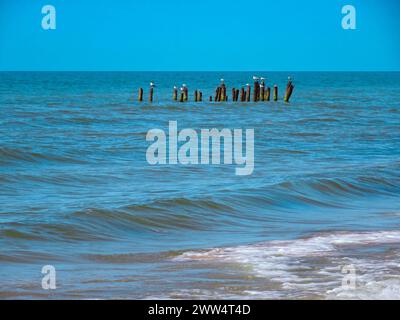 beaucoup de mouettes se tiennent sur la surface de la mer de couleur de pilier d'abandon Banque D'Images