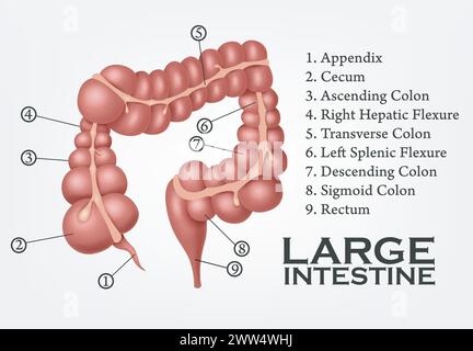 Anatomie humaine du gros intestin, illustration vectorielle Illustration de Vecteur
