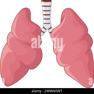 Poumons humains dessin animé respiratoire, illustration vectorielle Illustration de Vecteur