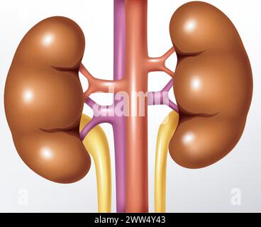 Rein humain réaliste, illustration vectorielle Illustration de Vecteur