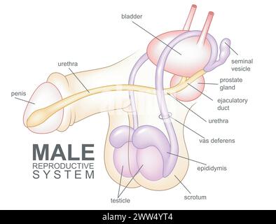 Système reproducteur masculin, illustration vectorielle Illustration de Vecteur