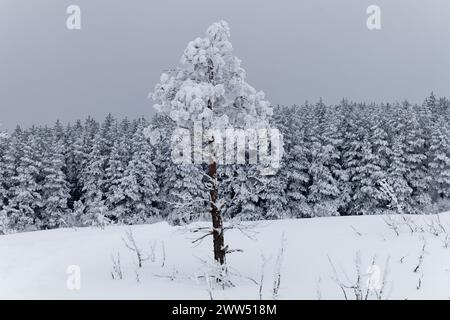 Vue des arbres gelés dans la forêt. Paysage de montagne un jour d'hiver. Banque D'Images