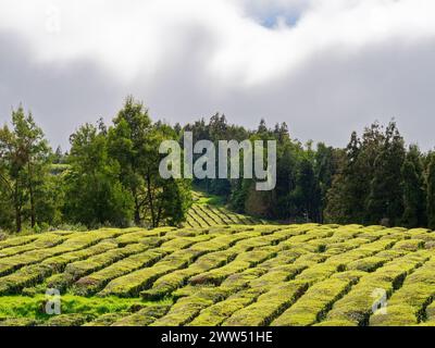 Plantation de thé verdoyante de champs dans l'usine de thé Gorreana sur l'île de São Miguel aux Açores, Portugal. Banque D'Images