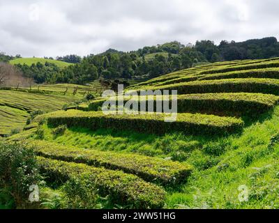 Plantation de thé verdoyante de champs dans l'usine de thé Gorreana sur l'île de São Miguel aux Açores, Portugal. Banque D'Images