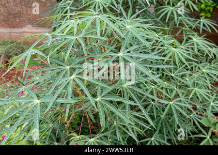 Manioc feuilles de plantes de l'espèce Manihot esculenta Banque D'Images