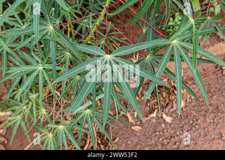 Manioc feuilles de plantes de l'espèce Manihot esculenta Banque D'Images