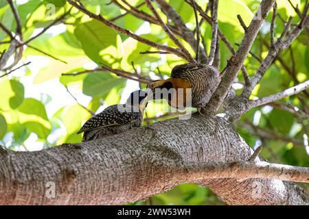 Campo Flicker oiseau de l'espèce Colaptes campestris Banque D'Images