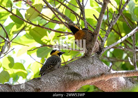 Campo Flicker oiseau de l'espèce Colaptes campestris Banque D'Images