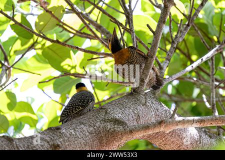 Campo Flicker oiseau de l'espèce Colaptes campestris Banque D'Images