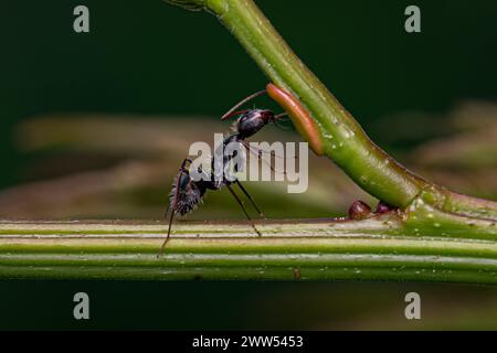 Adulte Femme Carpenter Ant du genre Camponotus mangeant sur le nectaire extrabuccal d'une plante Banque D'Images