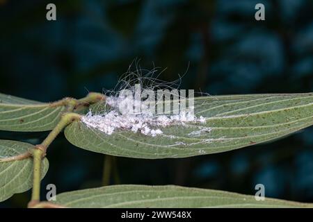 Petits insectes blancs de la famille Aleyrodidae Banque D'Images