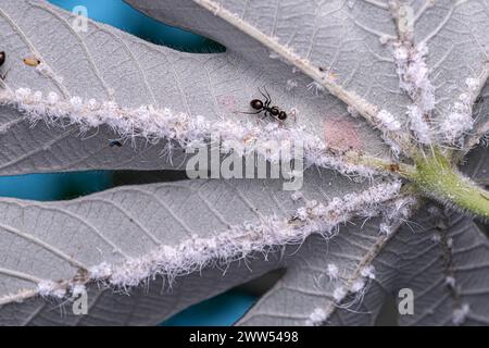 Petits insectes blancs de la famille Aleyrodidae Banque D'Images