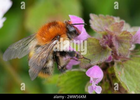 Gros plan détaillé sur une reine bourdon à bandes brunes, Bombus pascuorum sur une fleur d'Archange pourpre, Lamium purpureum Banque D'Images