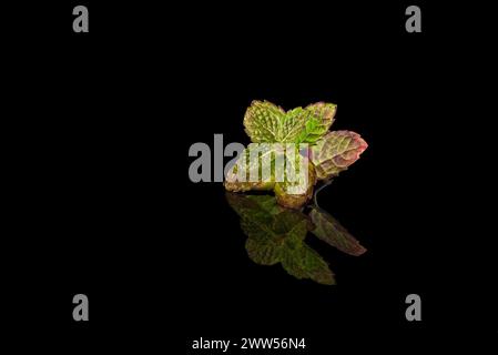 Brin de feuilles de menthe fraîche humide avec texture et peluches reflétées sur fond noir. Banque D'Images