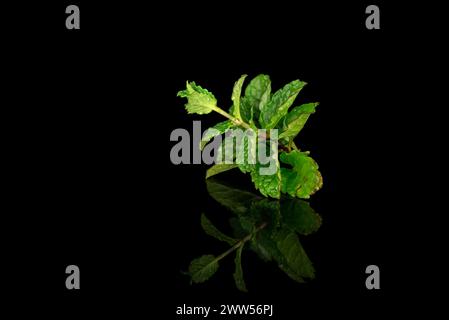 Brindille de feuilles vertes humides avec de petits poils d'une plante de menthe sur un fond noir avec son reflet. Banque D'Images