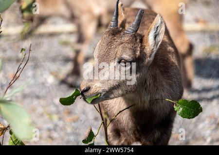 Bouillon juvénile grignotant sur des feuilles vertes, un moment tendre dans la faune capturé avec détail sur un fond rocheux naturel. Élevé Banque D'Images