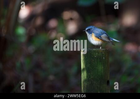 Un mâle à flanc rouge ou rouge-robin de brousse à flanc orange (Tarsiger cyanurus) sur un poteau dans un parc de Kanagawa, au Japon. Banque D'Images