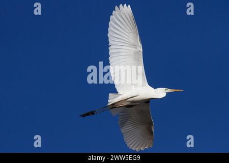 Une grande aigrette (Ardea alba) volant avec les ailes déployées. Kanagawa, Japon. Banque D'Images