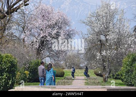 Srinagar, Inde. 20 mars 2024. 20 mars 2024, Srinagar Inde : touriste profiter des arbres en fleurs d'amandiers au début du printemps à travers le jardin Badawari, le jardin est très populaire à la fin de l'hiver et au début du printemps, lorsque des milliers d'amandiers fleurissent. Le 20 mars 2024 à Srinagar Inde. (Photo par Umer Qadir/ Eyepix Group/SIPA USA) crédit : SIPA USA/Alamy Live News Banque D'Images