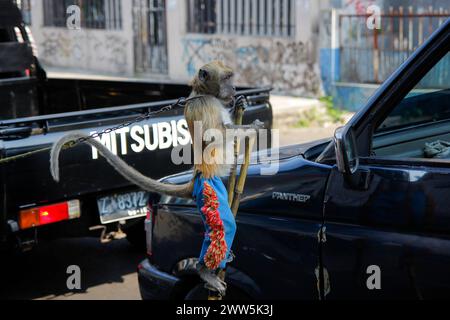 Les singes à longue queue (macaca fascicularis) effectuent des acrobaties en se tenant debout à l'aide de deux bâtons de bambou à une intersection de route avec busk. Banque D'Images