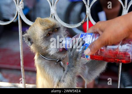 Le busker masque de singe donne de l'eau potable au singe à longue queue (Macaca fascicularis) dont l'animal de compagnie. Banque D'Images