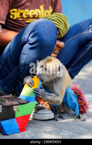 L'exploitation de singes à longue queue (macaca fascicularis) pour agir pour les affaires de bus au bord de la route. Banque D'Images