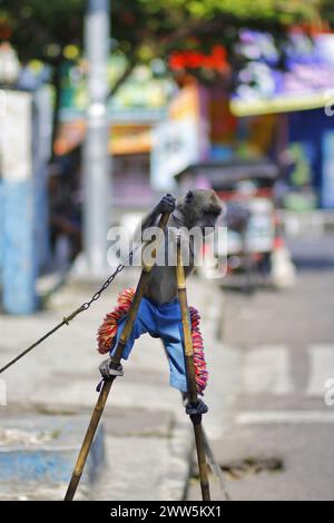 Les singes à longue queue (macaca fascicularis) sont exploités pour faire du brousse aux carrefours. Banque D'Images