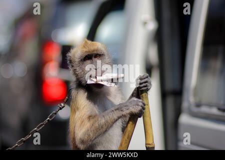 L'exploitation des singes à longue queue (macaca fascicularis) a été forcée d'agir pour le commerce de bus au carrefour. Banque D'Images