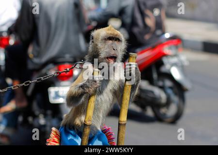 L'exploitation des singes à longue queue (macaca fascicularis) a été forcée d'agir pour le commerce de bus au carrefour. Banque D'Images