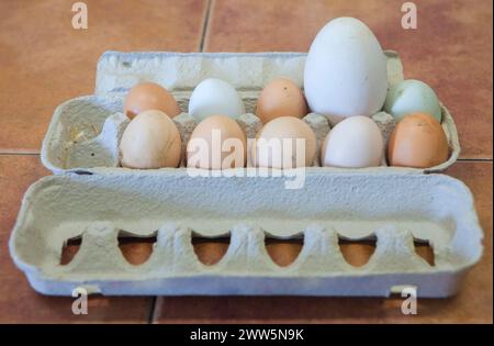 Gros oeuf d'oie fermier entre ceux de poulet. Affichage sur emballage en carton Banque D'Images