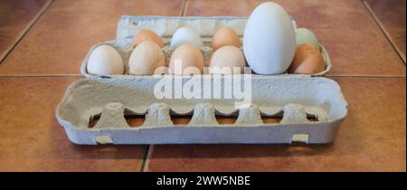 Gros oeuf d'oie fermier entre ceux de poulet. Affichage sur emballage en carton Banque D'Images